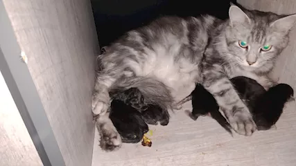 Cuccioli simile MAINE COON