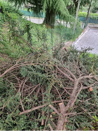 Ritiro e smaltimento verde
