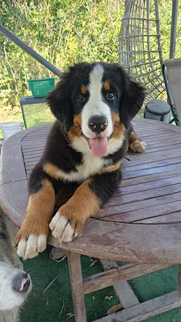 Cucciola bovaro del bernese - Foto 5