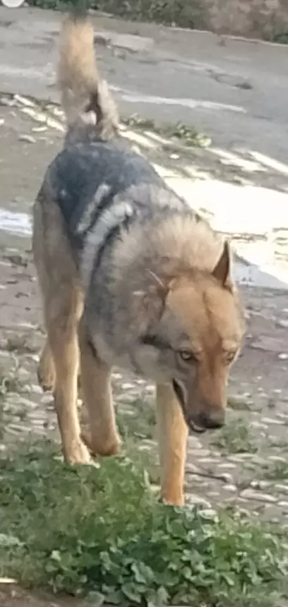Lupo cecoslovacco
