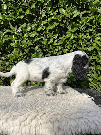 Cuccioli di Cocker Spaniel Inglese con pedigree