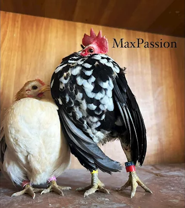 Galline e Galli Serama Malesi