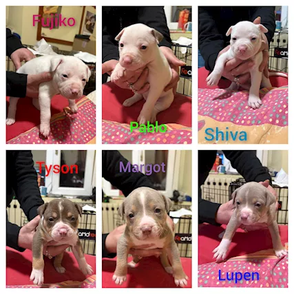 Cuccioli Pitbull