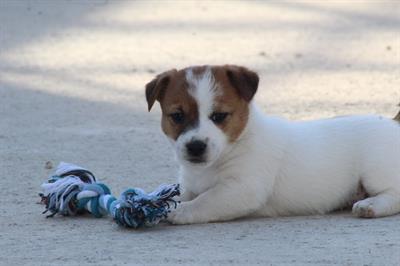 Jack russell terrier