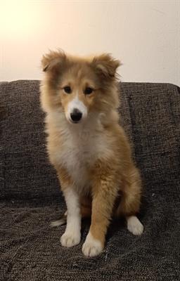 Vendessi cuccioli di cane pastore shetland di alta genealog