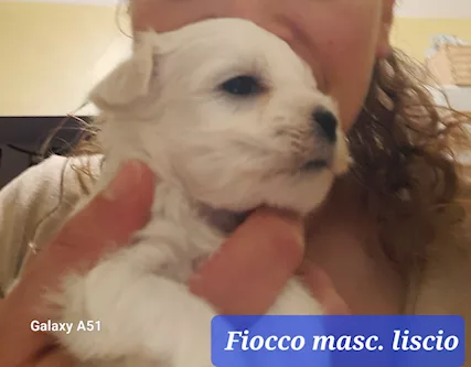 Cuccioli maltesi taglia piccola pelo liscio e riccio, tipologia che - Foto 6