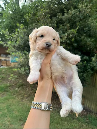Cucciolo maltipoo