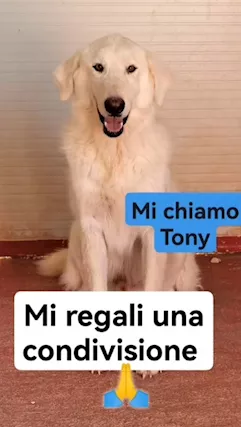 Tony bellissimo entrato in box a 50gg nel '22 BARI