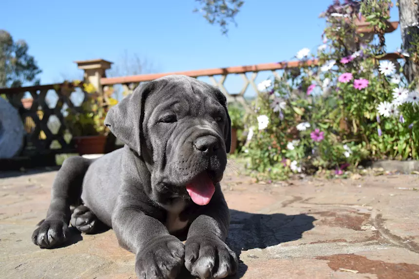 Foto 6Cuccioli Razza Cane Corso