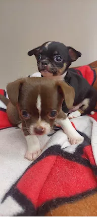 Chihuahua 2 mini boy, PEDIGREE