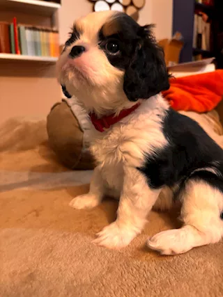 Cucciolo di Cavalier King tricolor - ENCI