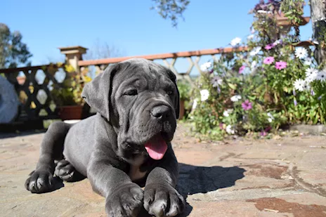 Cuccioli Razza Cane Corso - Anteprima 6