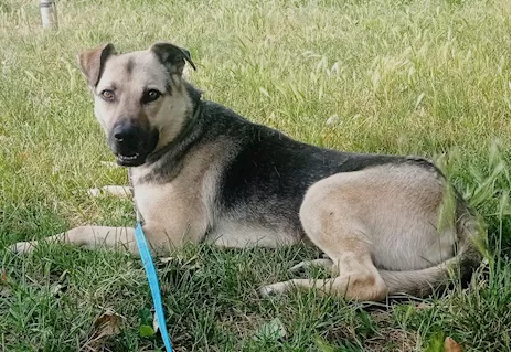 Tango, cane dolcissimo (colore focato, meticcio)