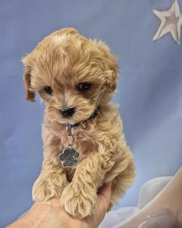 Bellissime cucciole di Maltipoo