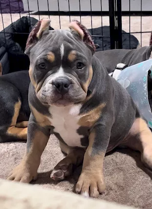 American Bully Pocket cuccioli