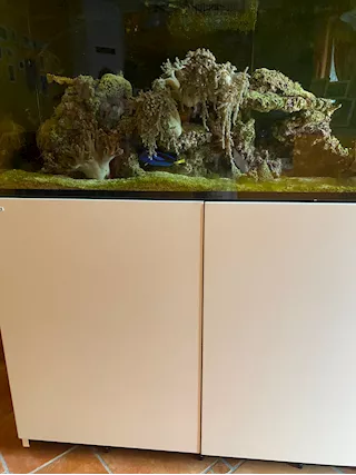 Acquario marino Redsea 425xl - Foto 3