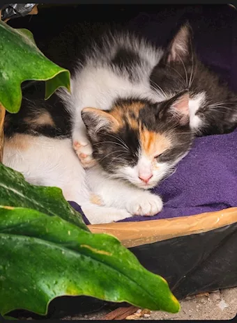 Cuccioli cercano casa