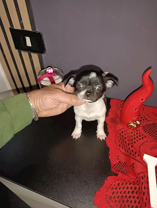 Chihuahua Toy mini femmina