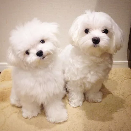 Cuccioli di Maltese