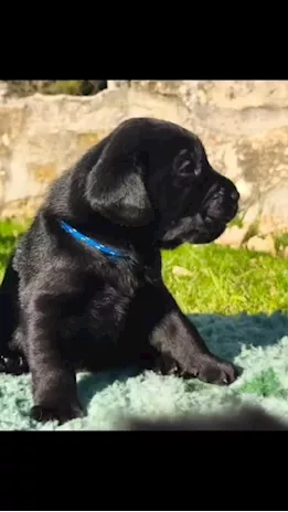 Cuccioli Labrador Retriever neri miele cioccolato