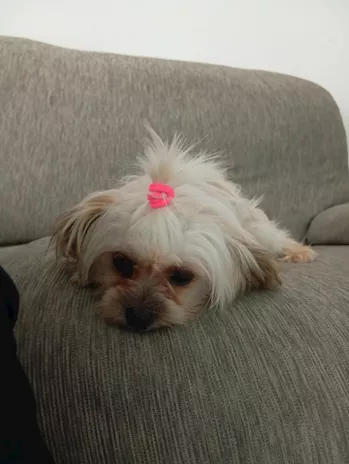 Bichon Avanese