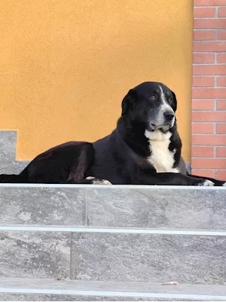 Foto - 10