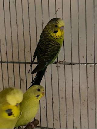 Cedo ondulati di colore mutazione