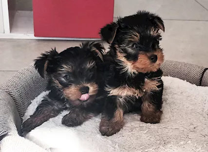 Cuccioli maschio e femmina