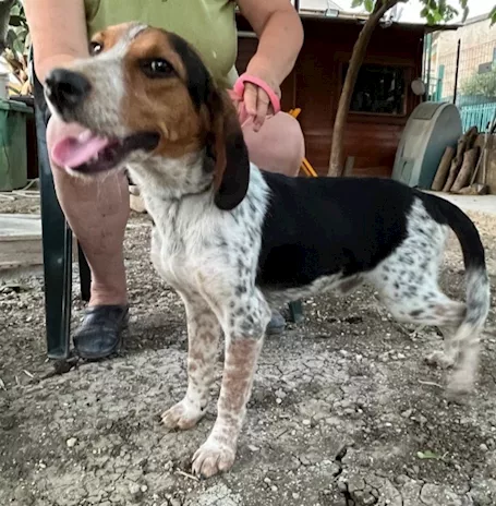 Mix Beagle 2 anni kg12 aspetta da 1 anno.SICILIA - Foto 5