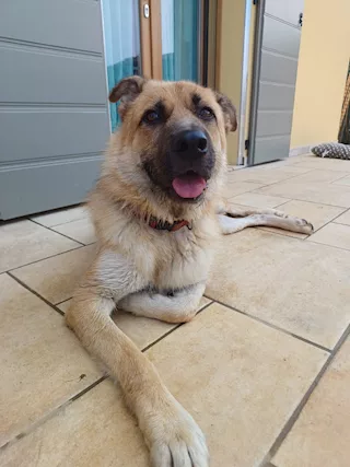 BUBU adozione del cuore per un cane giocoso