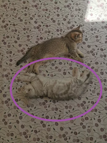 British short-hair tabby
