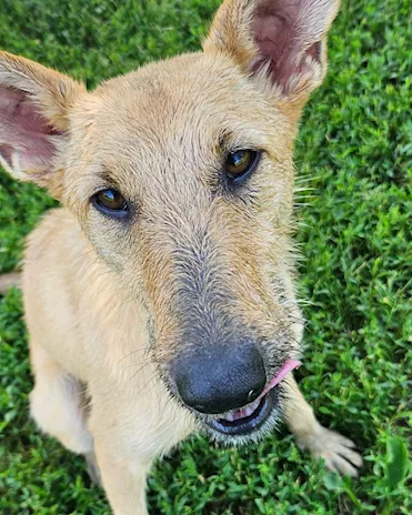 Mina è una agile e scattante cagnolina, taglia media - Anteprima 1
