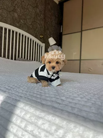 Cuccioli di Maltipoo