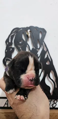Bellissimi cuccioli di boxer