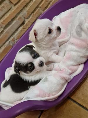 Vendo Razza chihuahua - Foto 2