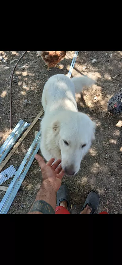 Cedo Pastore Maremmano Abruzzese 2 anni