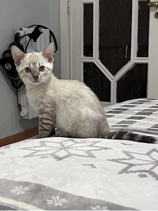 Gattino del bengala