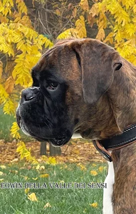 Boxer vendo a Verona Brescia cuccioli boxer - Foto 4