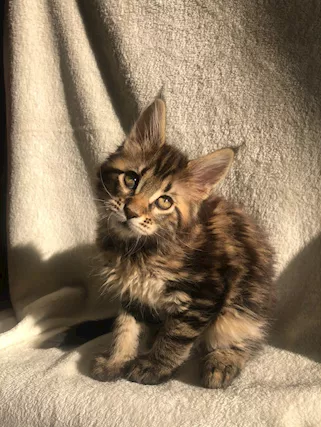 Maine Coon Pedigree Libero Anfi - Foto 2