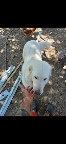 Cedo Pastore Maremmano Abruzzese 2 anni