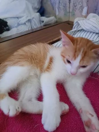 Cura esperta per il tuo gatto – Cat sitter