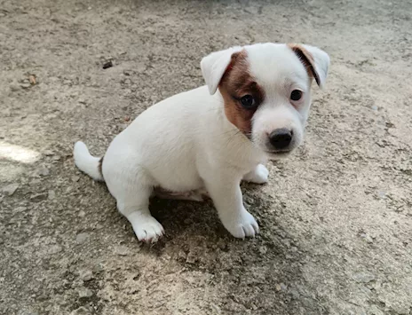 Cuccioli di Jack Russell Terrier