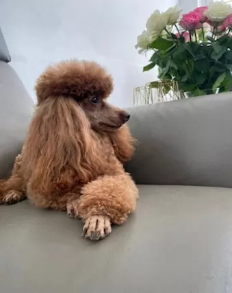 Cuccioli di Razza barboncino toy - Foto 4