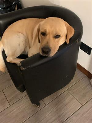 Labrador retriever da monta