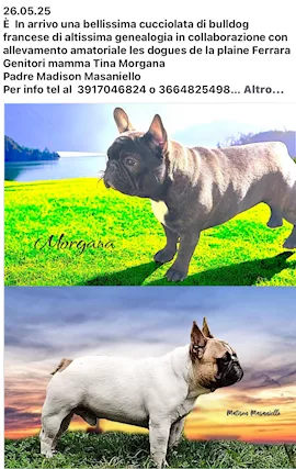 Cucciolata bulldog francese altissima genealogia