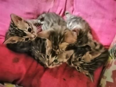 Gatti bengala cuccioli