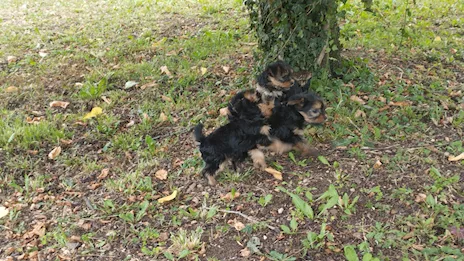 Cuccioli di yorkshire terrier disponibili