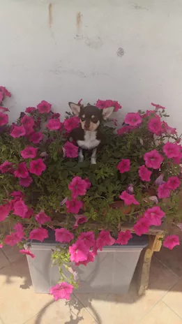 Chihuahua toy chocolate femminuccia