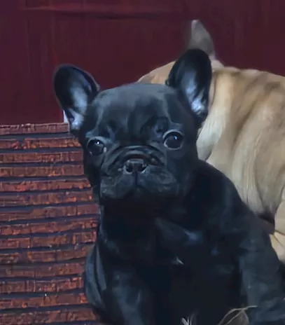 Cucciola Bouledogue Francese