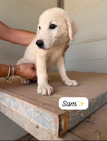 Sam dolcissimo cucciolo simil golden retriever